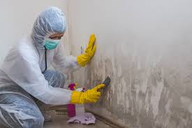 Reliable Saukville, WI Mold Removal & Remediation Solutions